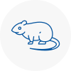 Rat Control Chobham
