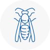 Chobham Wasp Nest Removal
